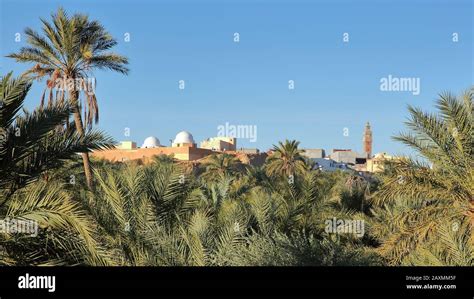 The city of Nefta, Tunisia, viewed trough a palm grove, with white ...