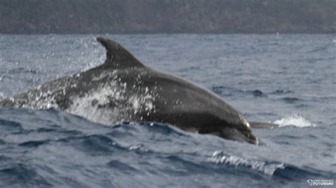 Whale watching in São Miguel and Pico Islands – Azores Whales