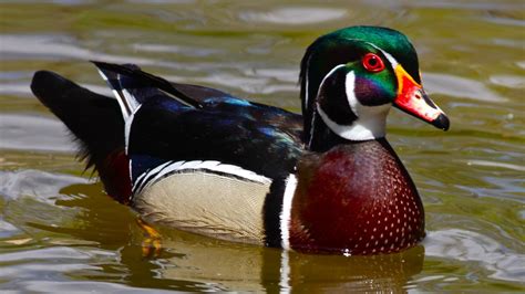 Wood Duck Wallpaper (51+ images)