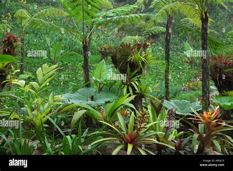 rainforest plant life Costa Rica Stock Photo - Alamy