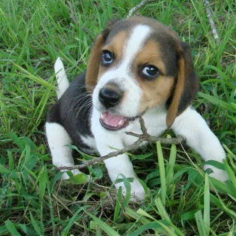 Dachshund Beagle Mix Puppies | PETSIDI