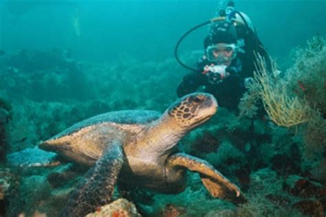 DIVING IN GALAPAGOS - GALAPAGOS ISLANDS Galasam Group