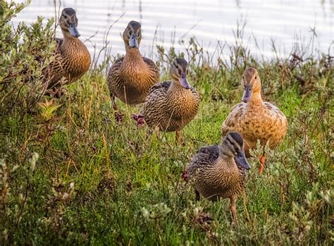 mallard ducklings watched over by their mother – Stan Schaap PHOTOGRAPHY