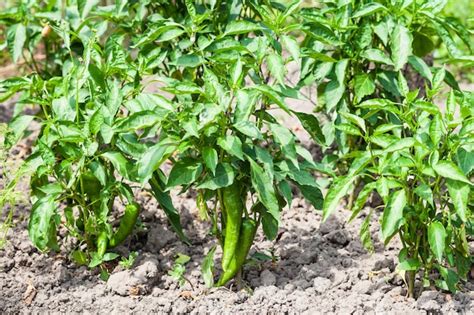 Premium Photo | Plantation of chile pepper bushes in garden