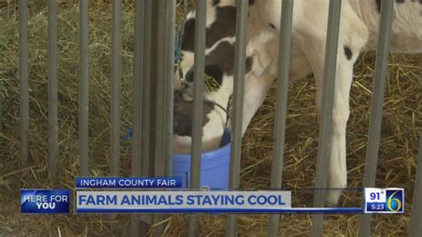 Keeping animals cool at the Ingham County Fair