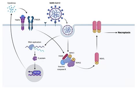 Molecules | Free Full-Text | Coronavirus Infection-Associated Cell ...