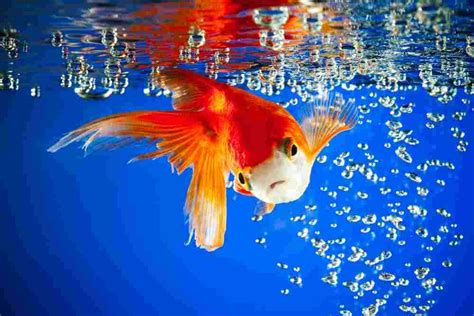 How To Treat Swim Bladder Disease In Goldfish? - AquariumPub