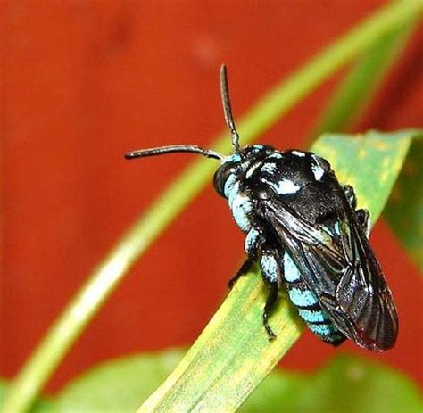 Neon Cuckoo Bee (Thyreus nitidulus)