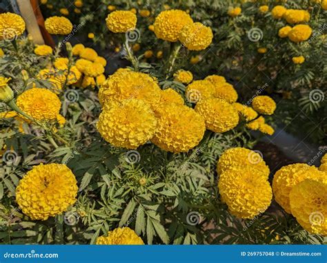 Yellow colour flower Zendu stock photo. Image of plant - 269757048