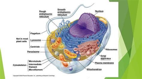 Cytoskeleton presentation (introduction structure & function) | PPT