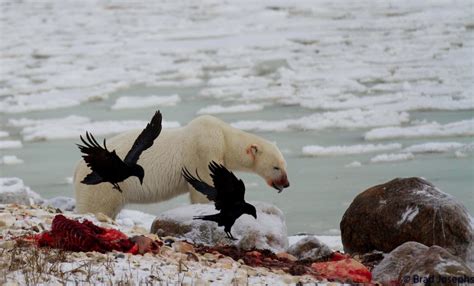 Awesome Polar Bear Seal Kill Photo - Churchill Polar Bears