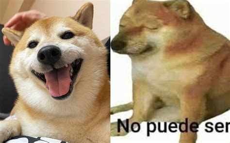 Murió Cheems, el perrito de los memes; sus dueños lo despiden con ...