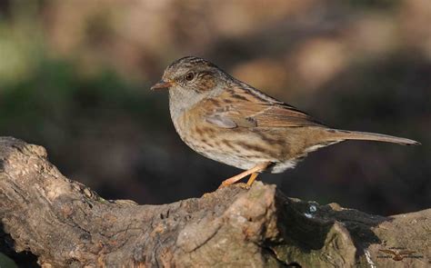 Dunnock | BirdForum