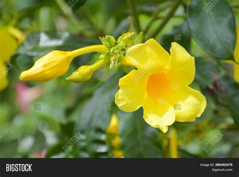 Yellow Allamanda Image & Photo (Free Trial) | Bigstock