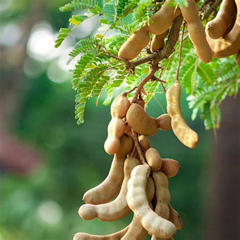 Buy Imli Plant Grafted(Tamarind, Tamarindus indica) online at plantsguru.com