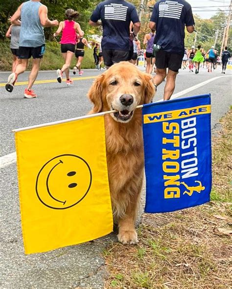 Boston Marathon Dog Dies After Tough Battle With Cancer