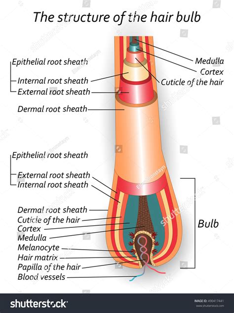 Structure Hair Bulb Anatomical Training Poster Stock Vector (Royalty Free) 490417441 | Shutterstock