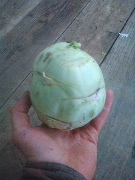 Kohlrabi, organic – Dean Forest Food Hub – South