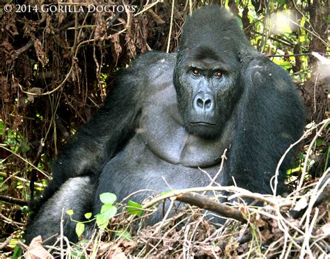 Ensnared Grauer's Gorilla Juvenile Freed in Veterinary Intervention ...