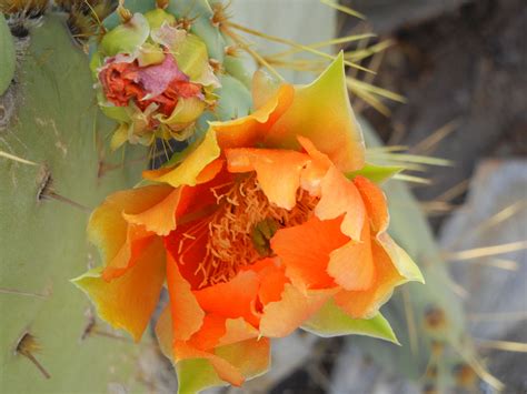 orange cactus flower | Cactus flower, Flowers, Cactus