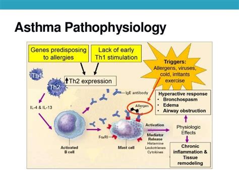 Pathophysiology Of Bronchial Asthma / Asthma For Nurses - Asthma Lung ...