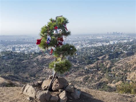 Christmas Decorated Tree in Griffith Park Trail Stock Image - Image of ...