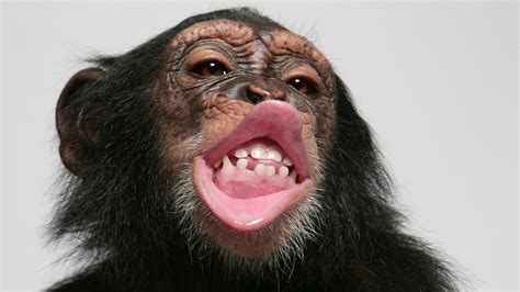 Chimp lip smacking could solve mystery of human speech evolution | UK News | Sky News