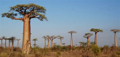 The Baobab Tree: An African Icon and Longtime Legend