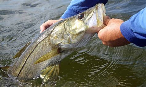 When Is Snook Season in Florida? Rules and Size Limits - A-Z Animals