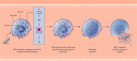 Infographic How Neutrophil Extracellular Traps Work The Scientist | Hot Sex Picture