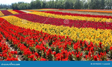 Flower field in Furano stock image. Image of hokkaido - 35196353