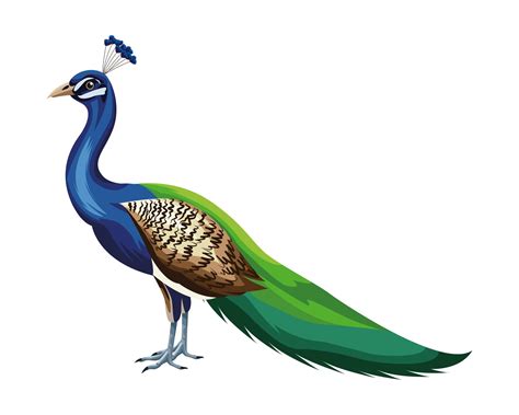 Cartoon peacock bird 1526001 Vector Art at Vecteezy