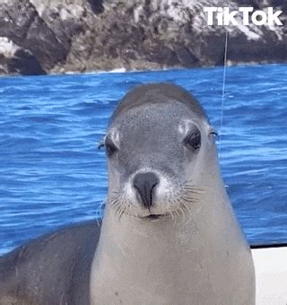 Seal GIFs - Get the best GIF on GIPHY