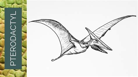 Pterodactyl Drawing