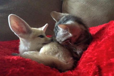 Watch: Baby cat grooms baby fennec fox - UPI.com