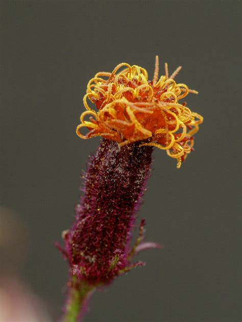 Purple Passion Plant (Gynura aurantiaca) | Plants To Grow Plants ...