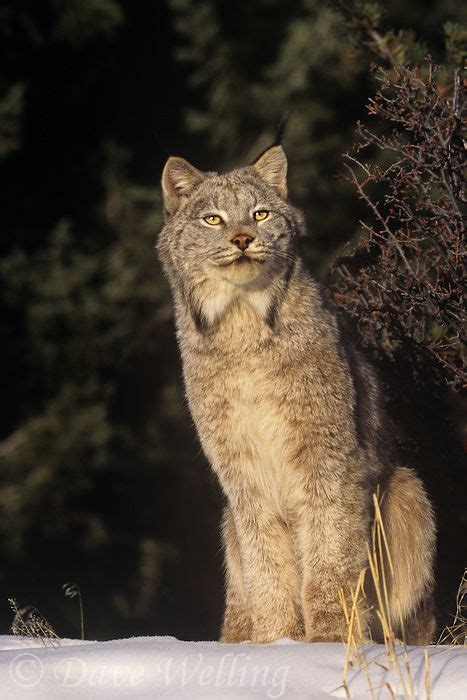 Canadian lynx : This species is endangered in the wild. This one is at a rescue center in ...