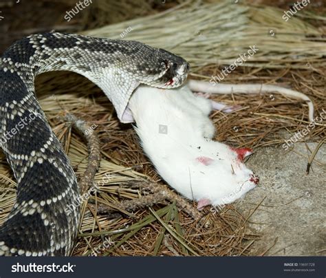 Eastern Diamond Rattle Snake Eating A White Rat Stock Photo 19691728 ...