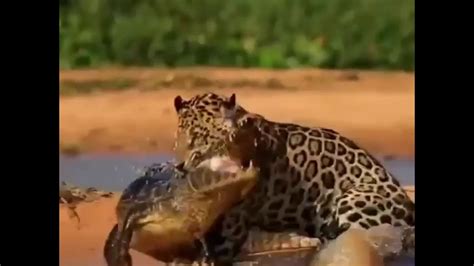 Tiger and Crocodile fight | animale fight - YouTube