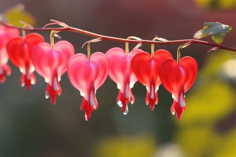 Bleeding Heart Flower Meaning, Symbolism & Spiritual Significance - Foliage Friend - Learn About ...