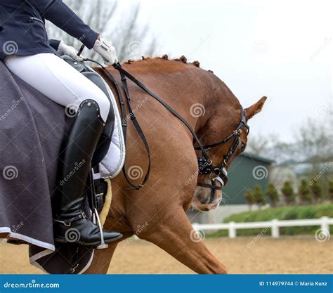 Portrait of a Sports Brown Horse. Riding on a Horse Stock Photo - Image of movement, black ...