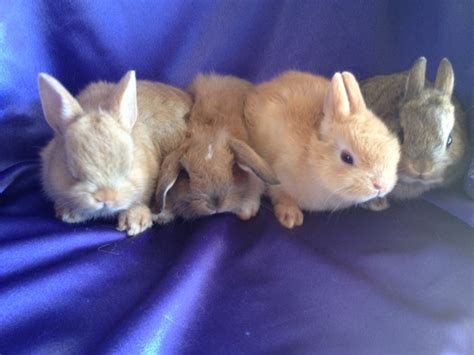 Netherland Dwarfs Available Sacramento, CA | USA Rabbit Breeders