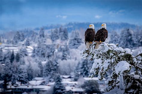 HD wallpaper: Birds, Bald Eagle, Snow | Wallpaper Flare