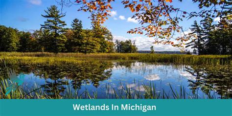 Wetlands In Michigan - Birds & Wetlands