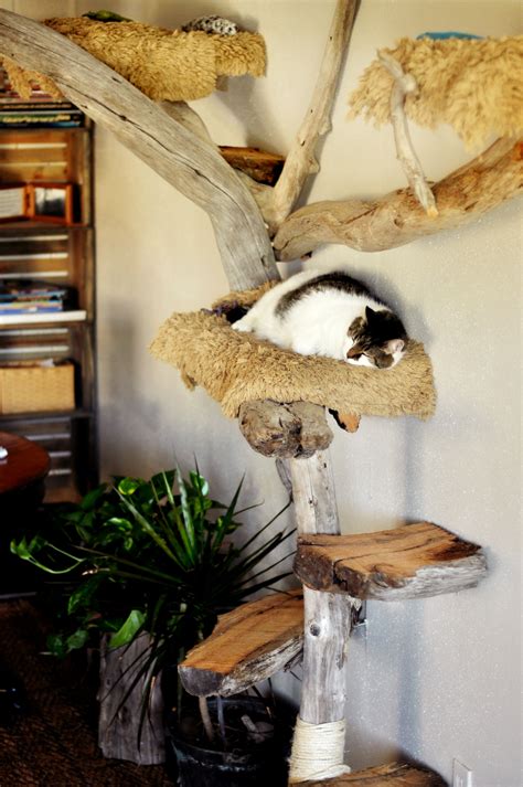 Driftwood cat tree detail, with Emily demonstrating how to power cat nap. Rebecca Brittain ...