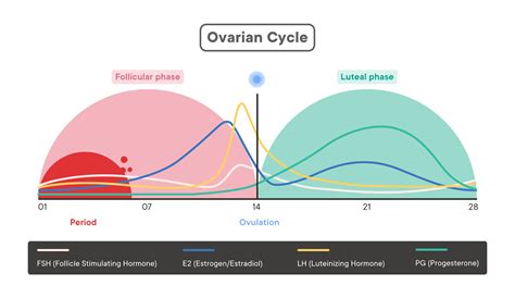 The Menstrual Cycle: Phases of Your Cycle