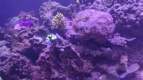 Coral growth reef tank Dec 2022 - YouTube