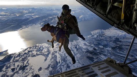 1280x1024 resolution | man and dog jump off plane wearing parachute HD wallpaper | Wallpaper Flare