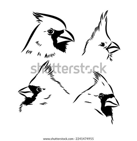 Cardinal Bird Sketch Vector Illustration Hand Stock Vector (Royalty Free) 2241474955 | Shutterstock