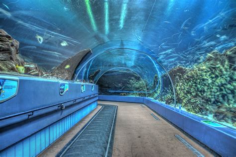 Pictures Of The Georgia Aquarium : Visit the Georgia Aquarium in the Heart of Atlanta ...